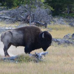 Yellowstone National Park Dude Ranch Near Yellowstone
