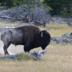 Dude Ranch Near Yellowstone
